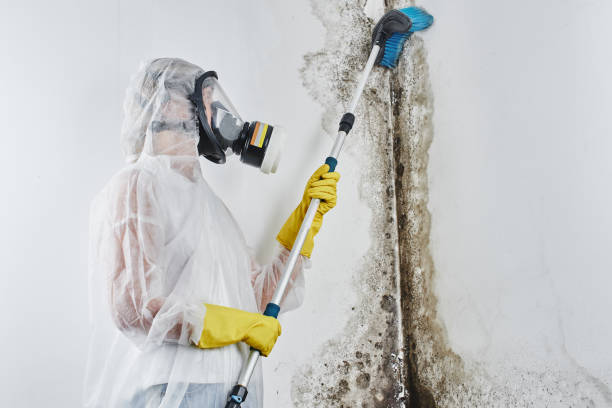 Best Mold Remediation for Rental Properties  in Lucerne, CA