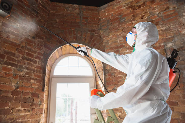 Mold Odor Removal Services in Lucerne, CA