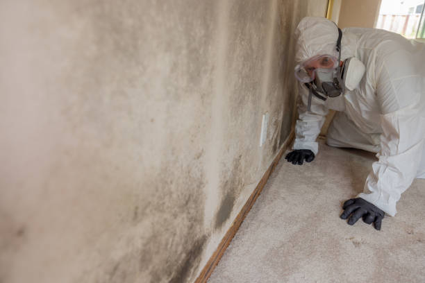 Mold Remediation for Rental Properties in Lucerne, CA